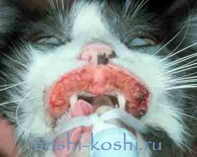 эозинофильная гранулема у кошек